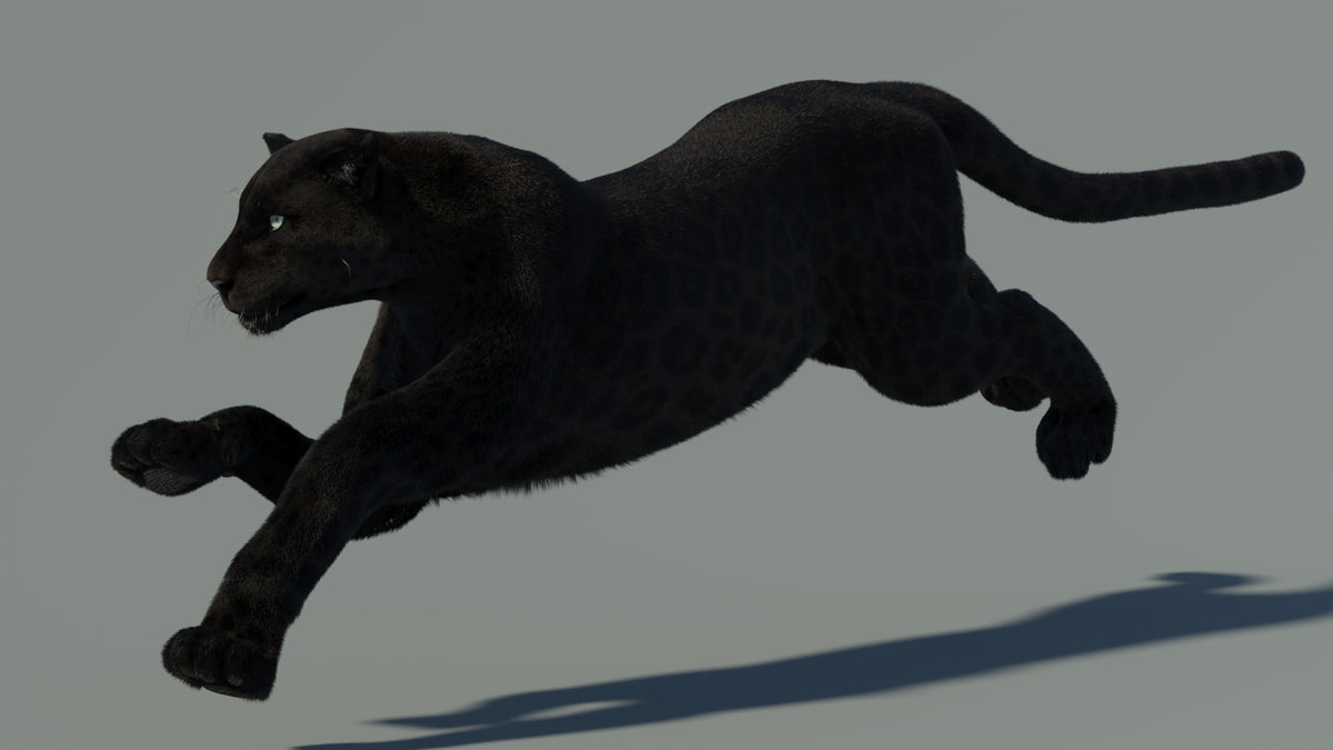 Animated Black Panther 3D Model with Fur - 360 Degree View