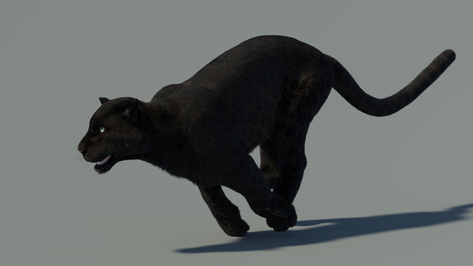 Animated Black Panther Animal 3D Model with Fur 360° view 4 frame 5