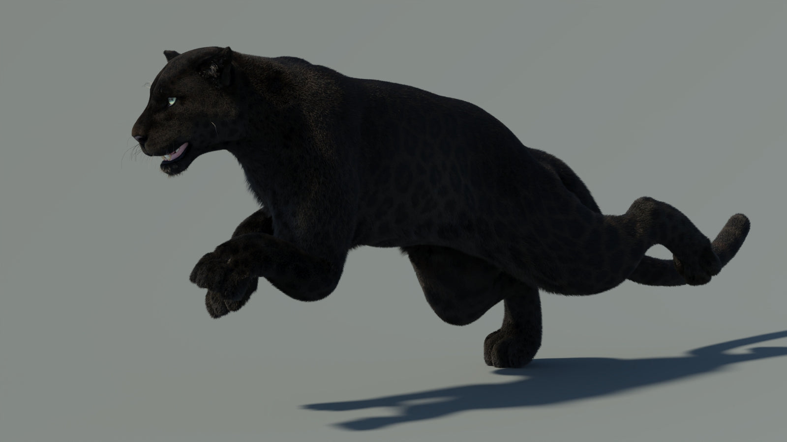 Animated Black Panther Animal 3D Model with Fur 360° view 4 frame 11