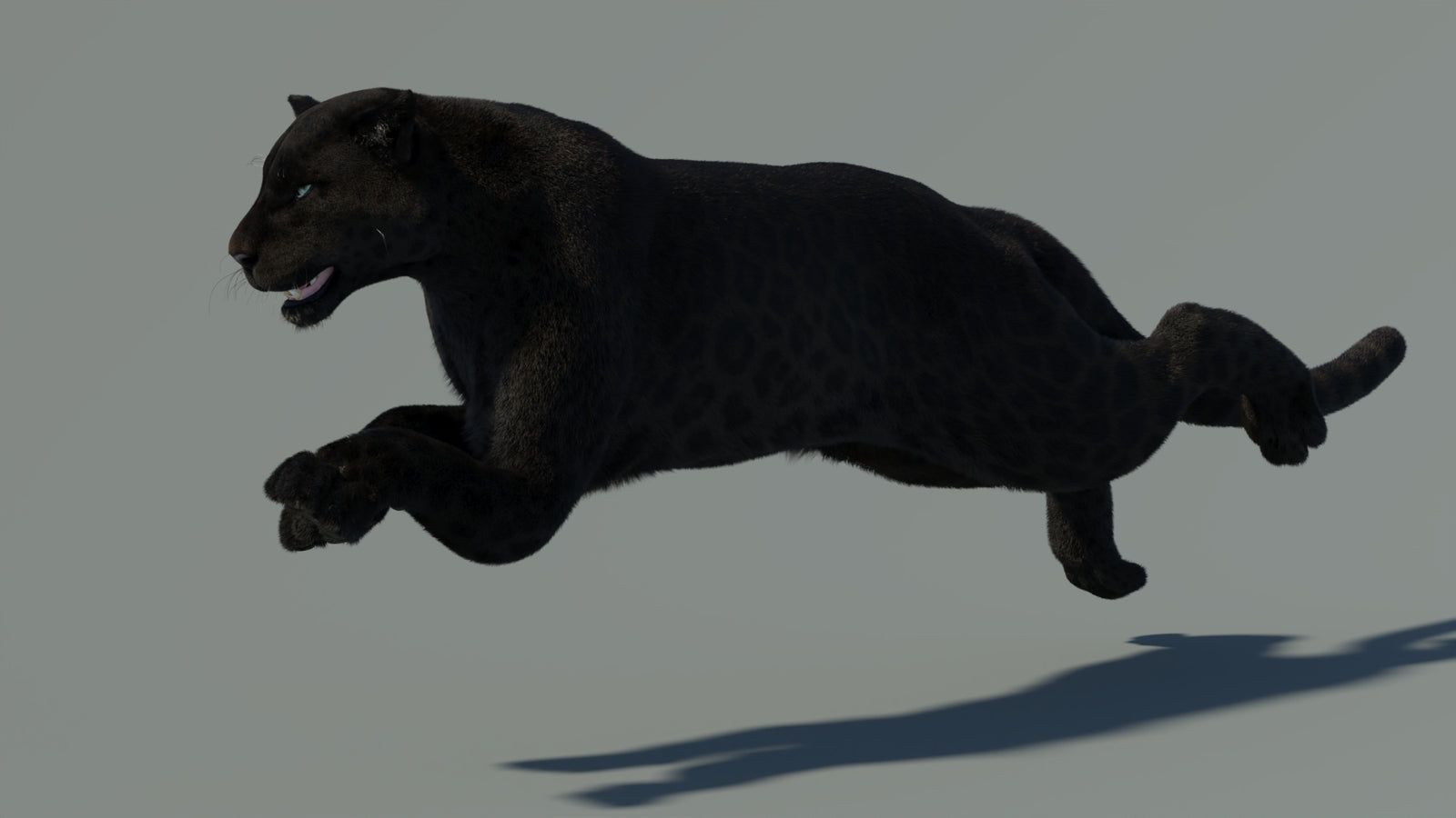 Animated Black Panther Animal 3D Model with Fur 360° view 4 frame 12