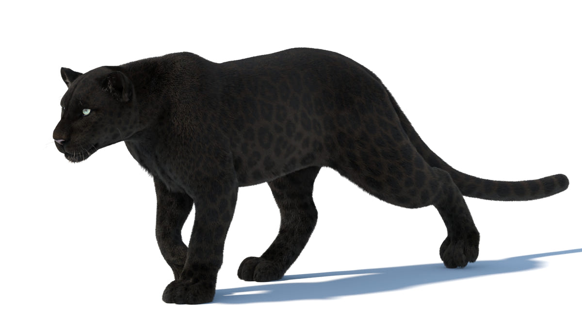 Animated Black Panther 3D Model with Fur - 360 Degree View