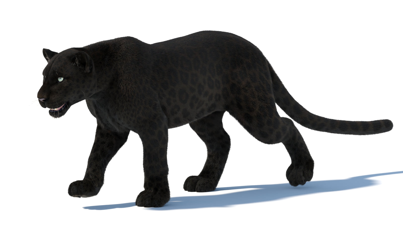 Animated Black Panther Animal 3D Model with Fur 360° view 5 frame 5