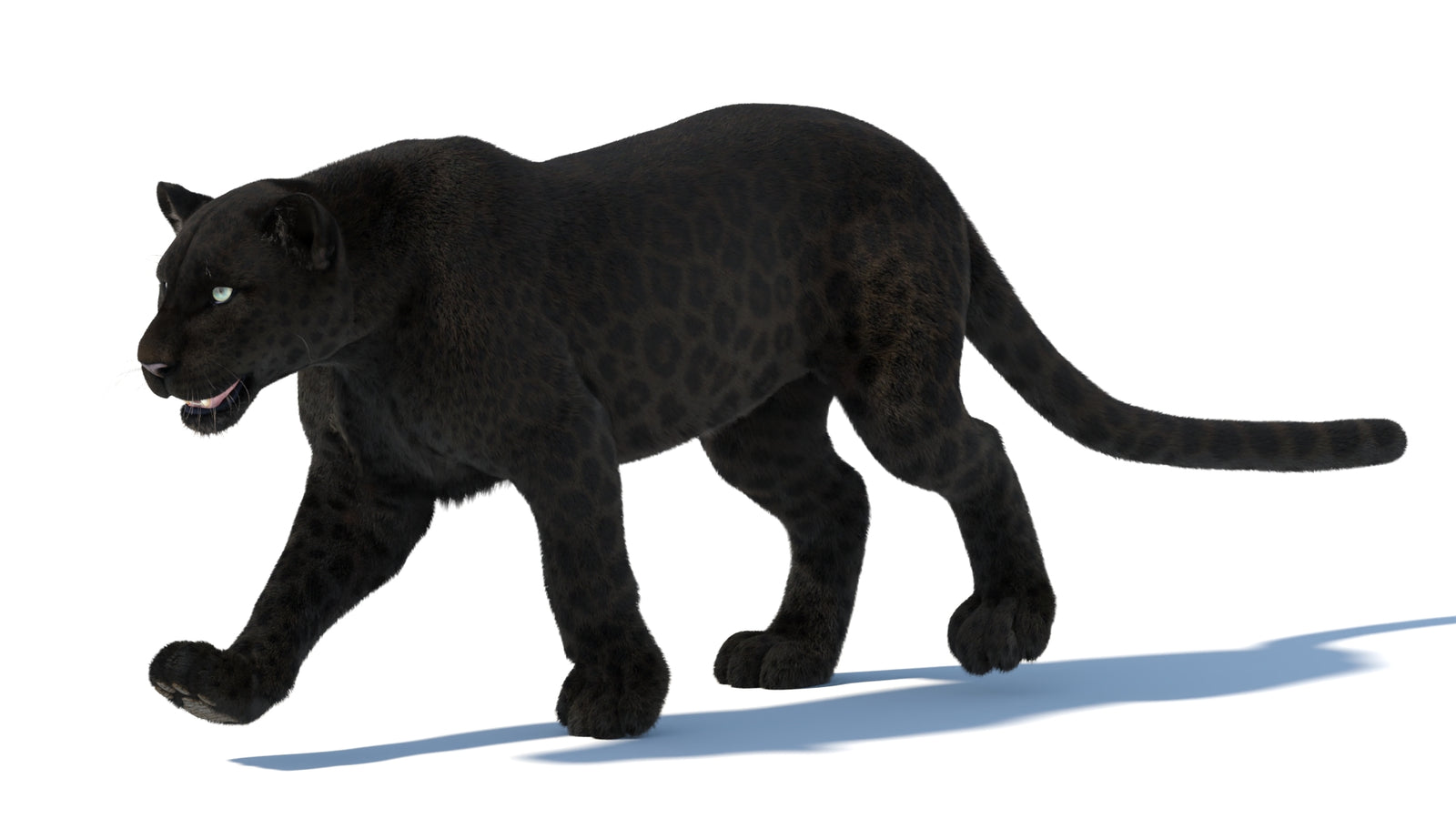 Animated Black Panther Animal 3D Model with Fur 360° view 5 frame 7