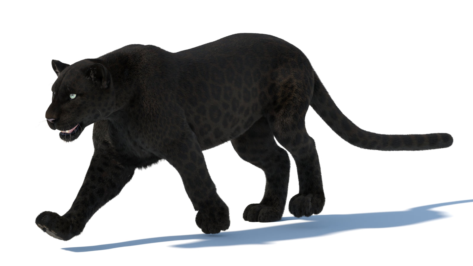 Animated Black Panther Animal 3D Model with Fur 360° view 5 frame 9