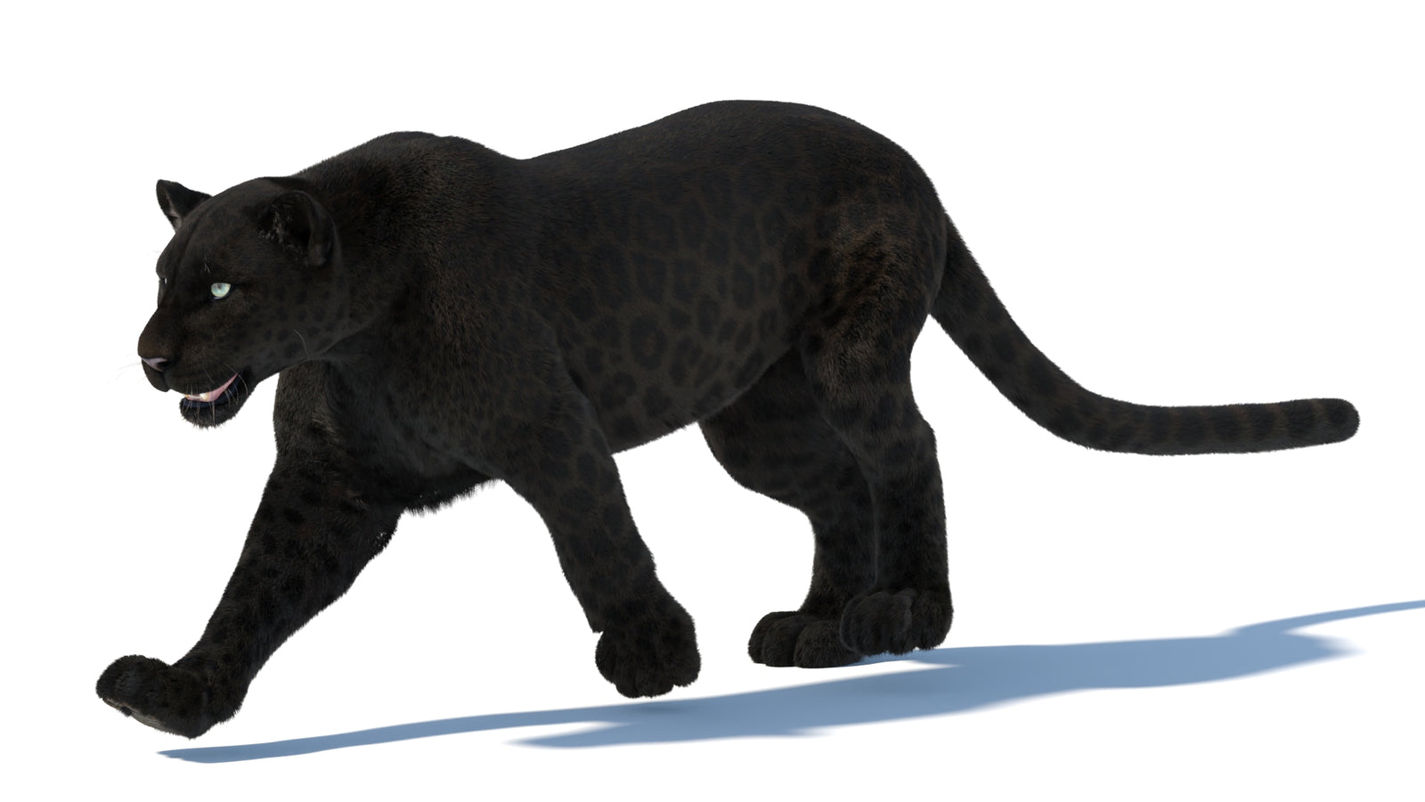 Animated Black Panther Animal 3D Model with Fur 360° view 5 frame 10