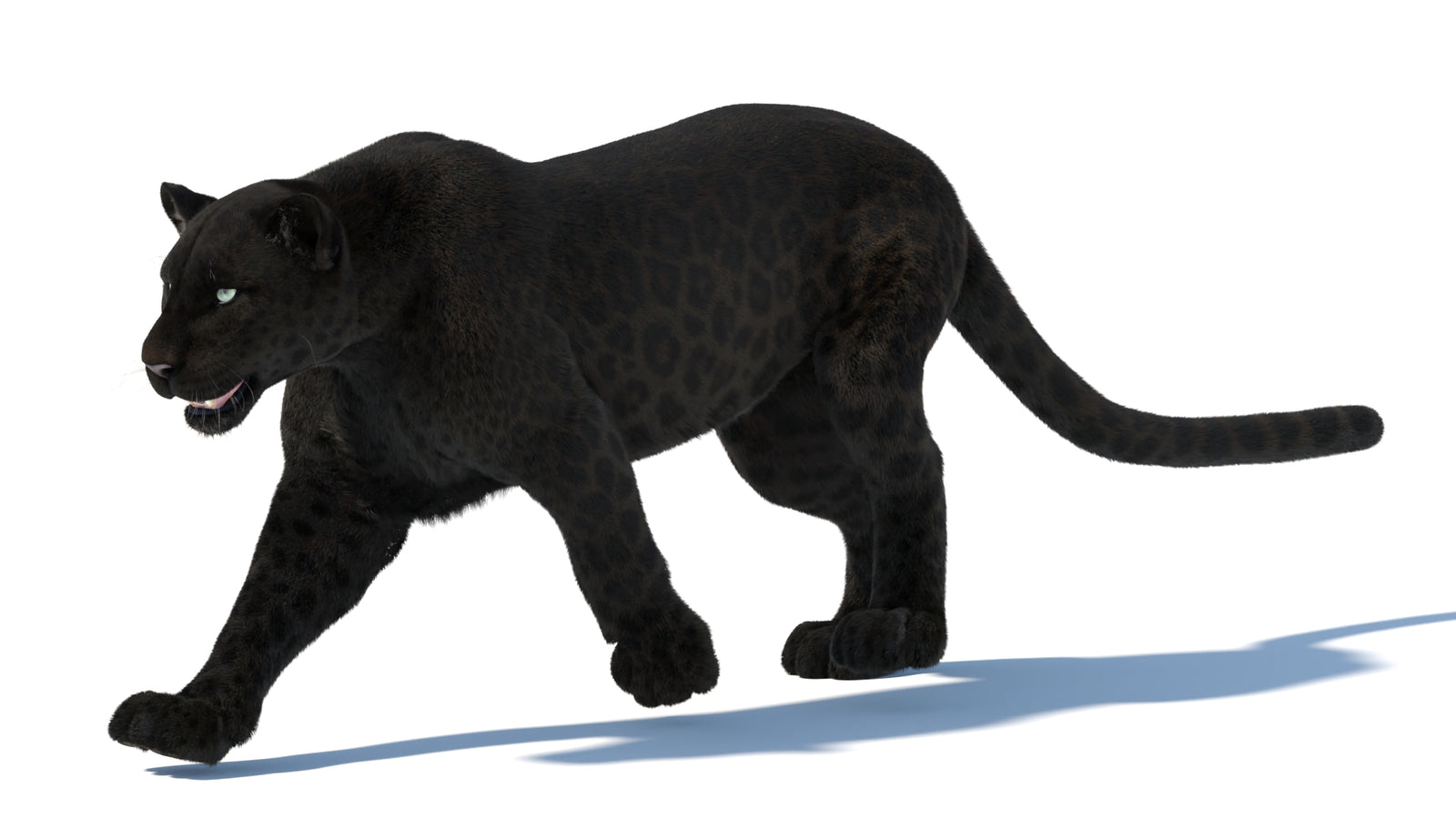 Animated Black Panther Animal 3D Model with Fur 360° view 5 frame 11
