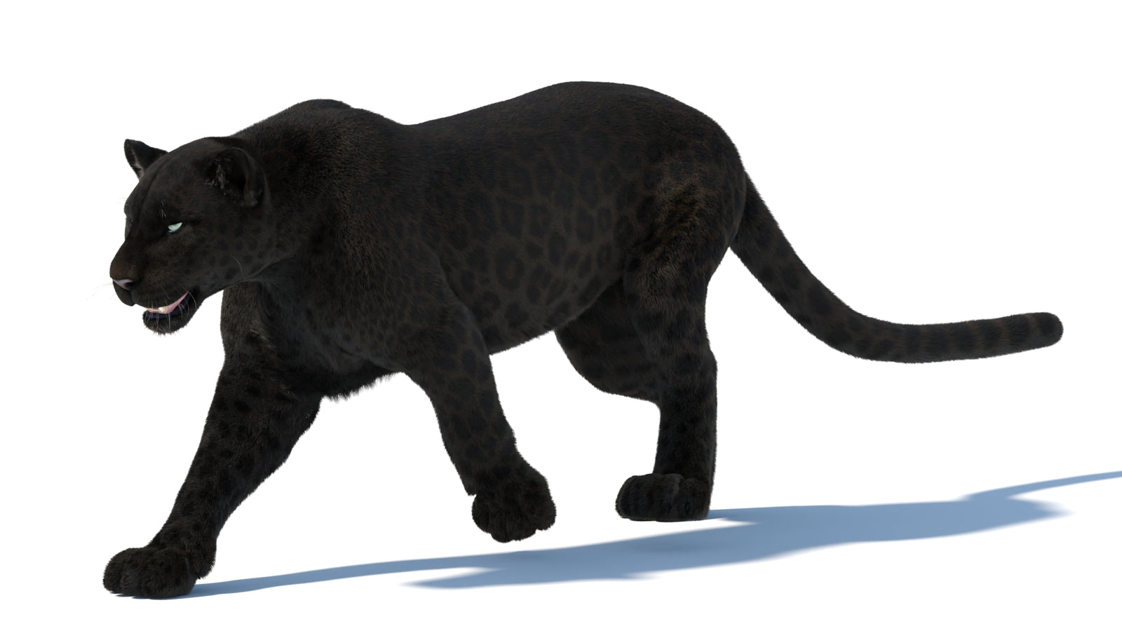 Animated Black Panther Animal 3D Model with Fur 360° view 5 frame 12