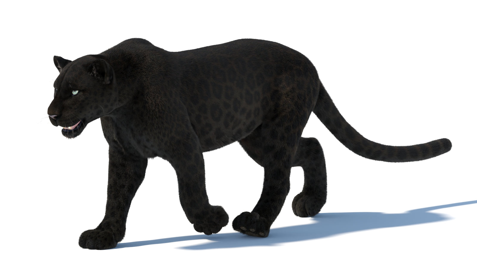Animated Black Panther Animal 3D Model with Fur 360° view 5 frame 16