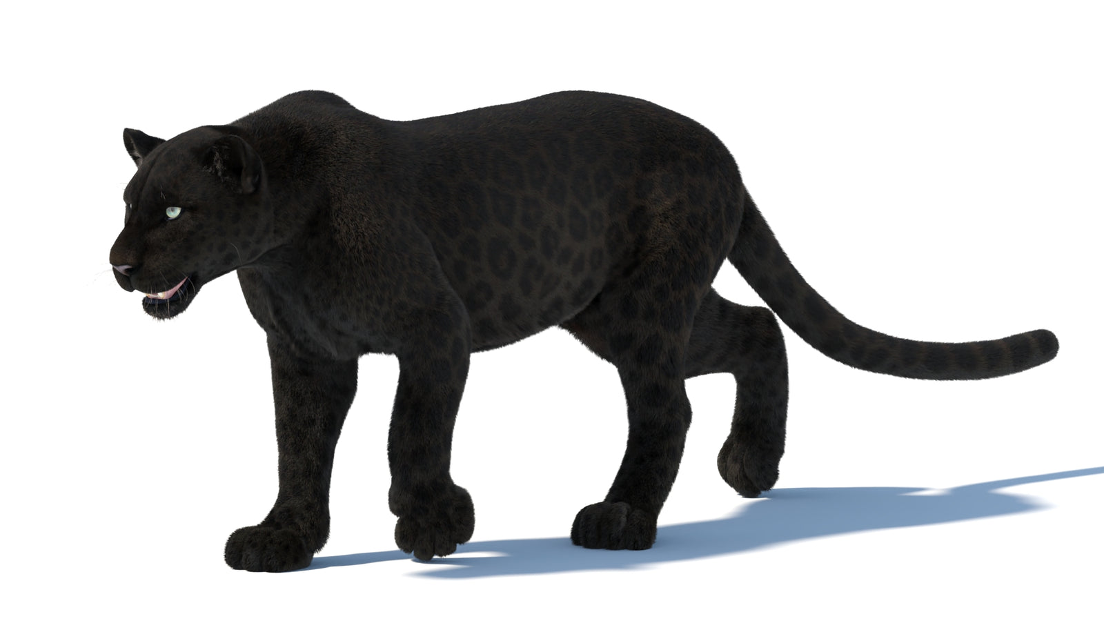Animated Black Panther Animal 3D Model with Fur 360° view 5 frame 19