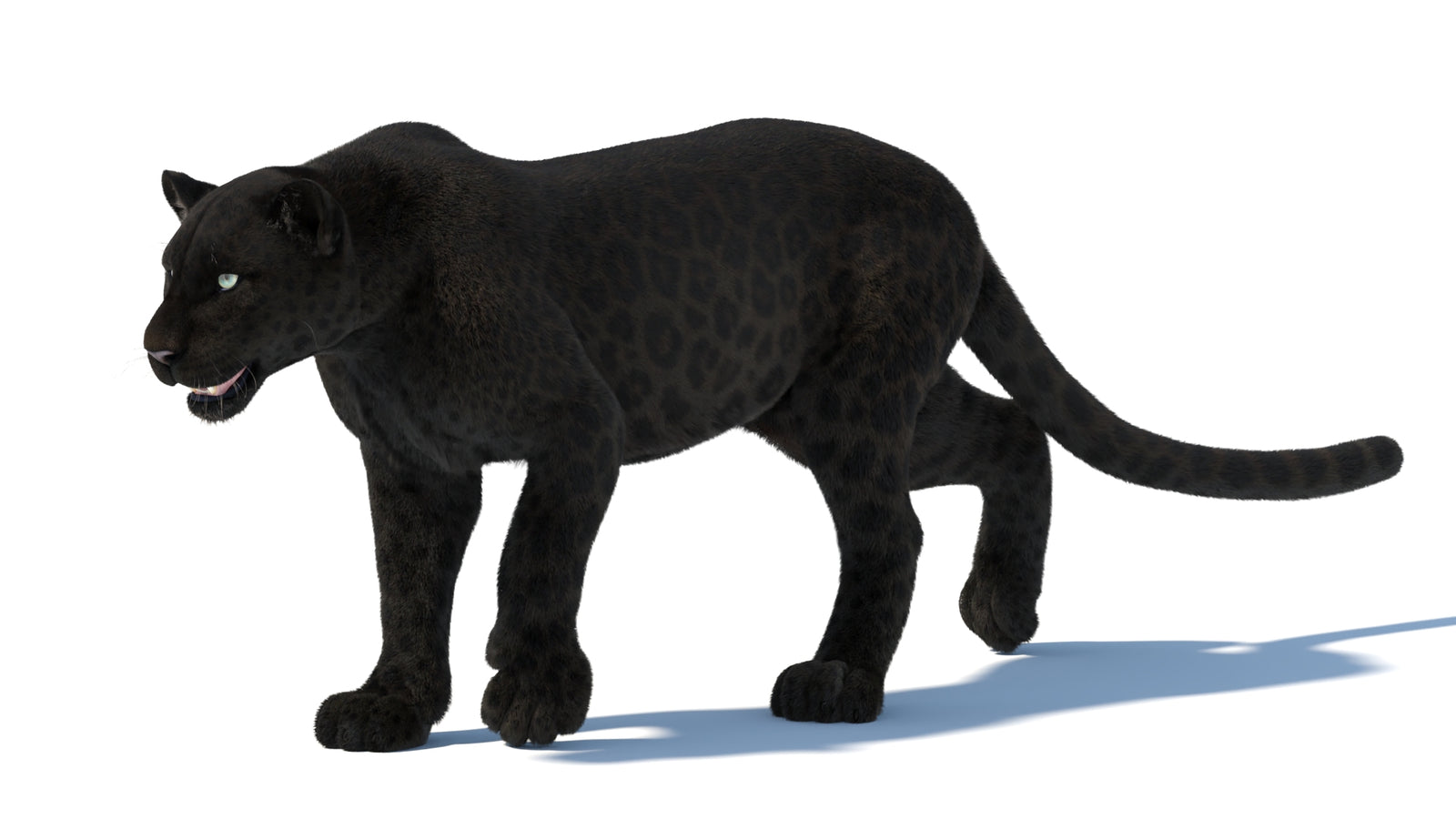 Animated Black Panther Animal 3D Model with Fur 360° view 5 frame 20