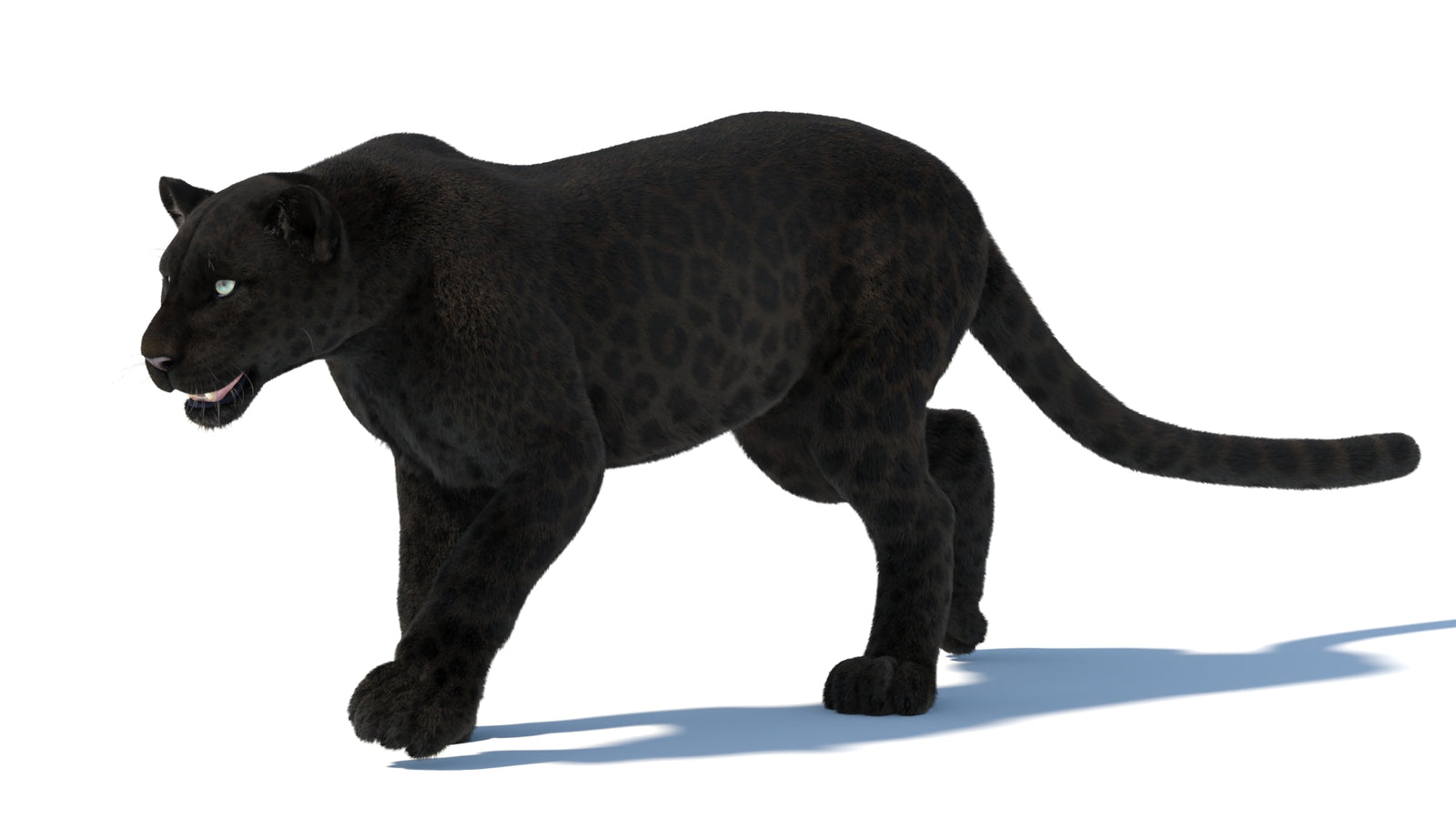 Animated Black Panther Animal 3D Model with Fur 360° view 5 frame 23