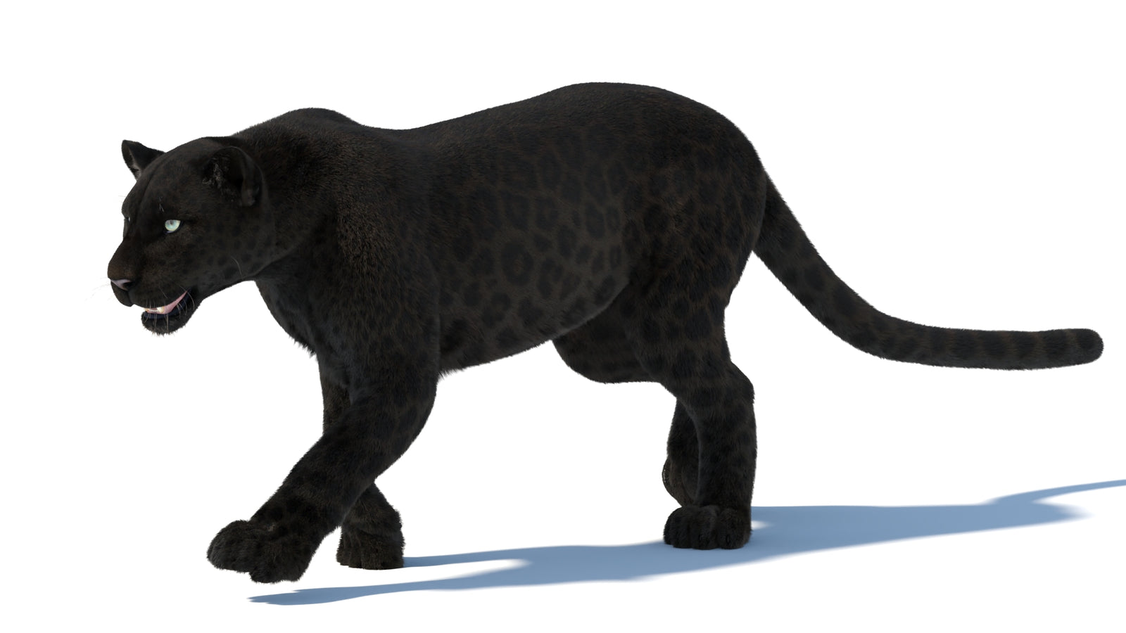 Animated Black Panther Animal 3D Model with Fur 360° view 5 frame 24