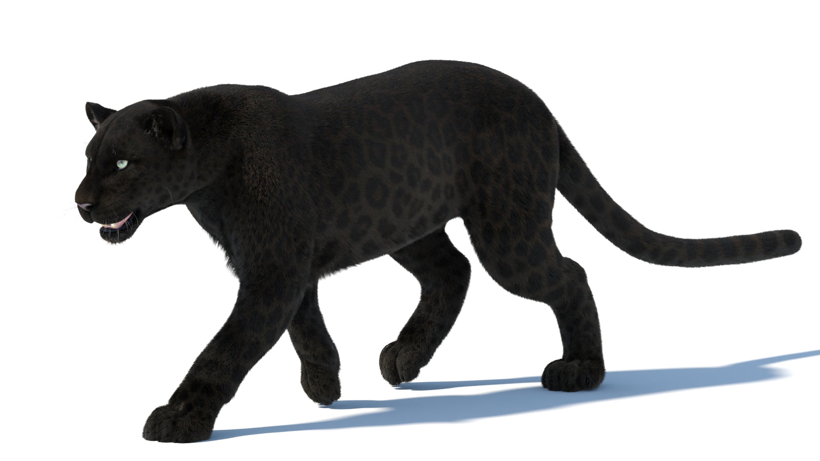 Animated Black Panther Animal 3D Model with Fur 360° view 5 frame 30