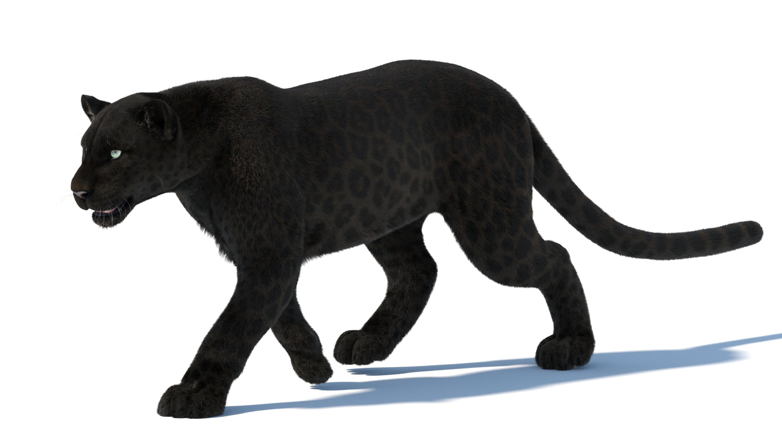 Animated Black Panther Animal 3D Model with Fur 360° view 5 frame 32