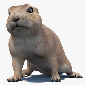Animated Prairie Dog 3D Model Thumbnail
