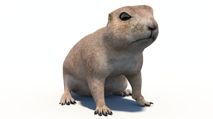 Animated Prairie Dog 3D Model