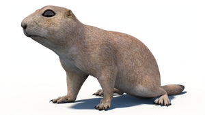 Animated Prairie Dog 3D Model Thumbnail