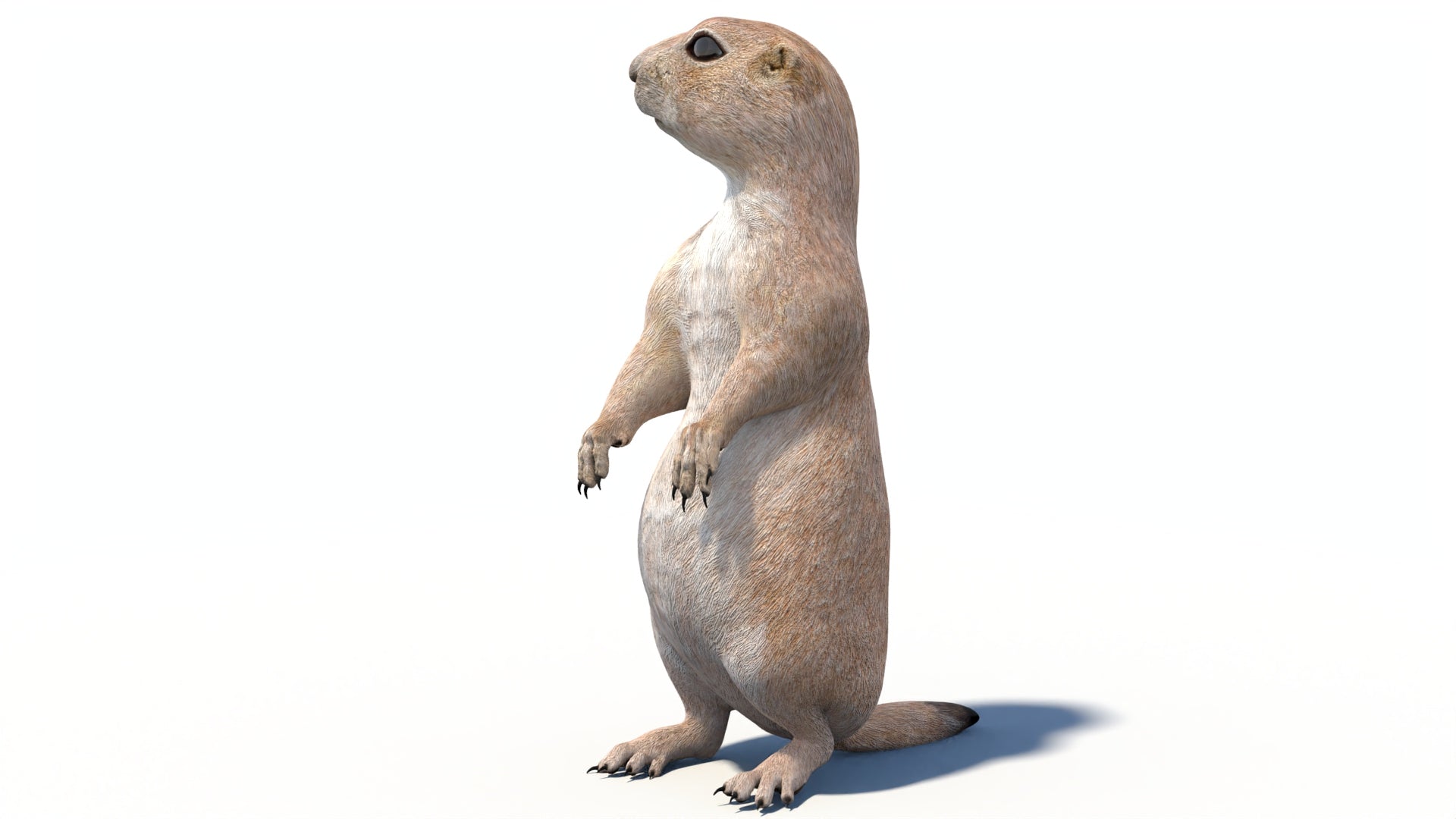 Animated Prairie Dog 3D Model