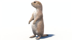 Animated Prairie Dog 3D Model Thumbnail