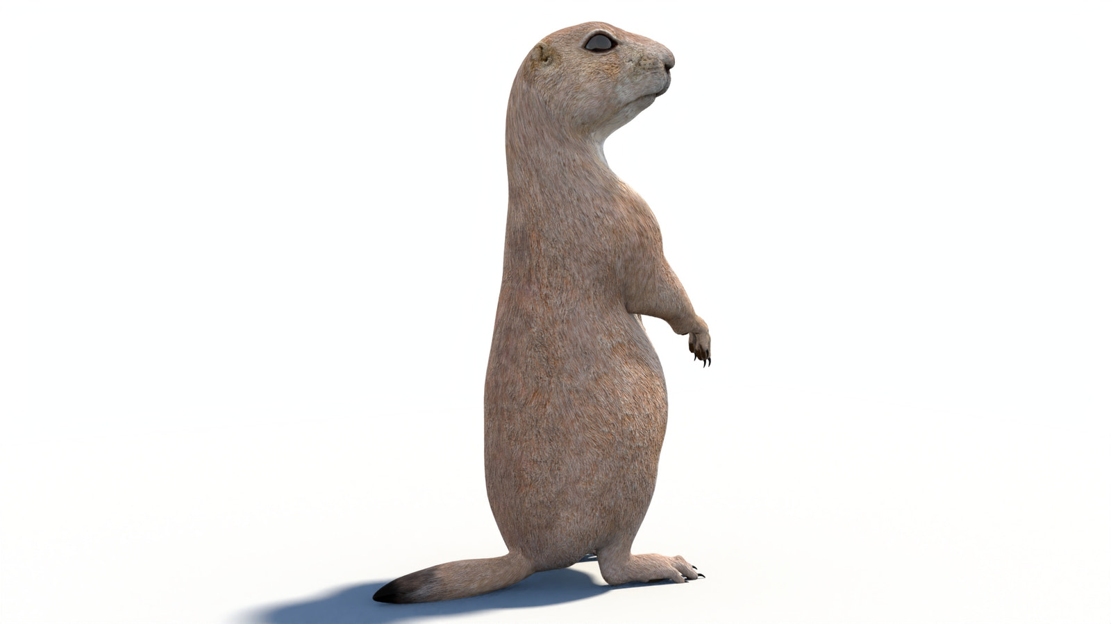Animated Prairie Dog 3D Model