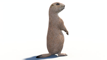 Animated Prairie Dog 3D Model