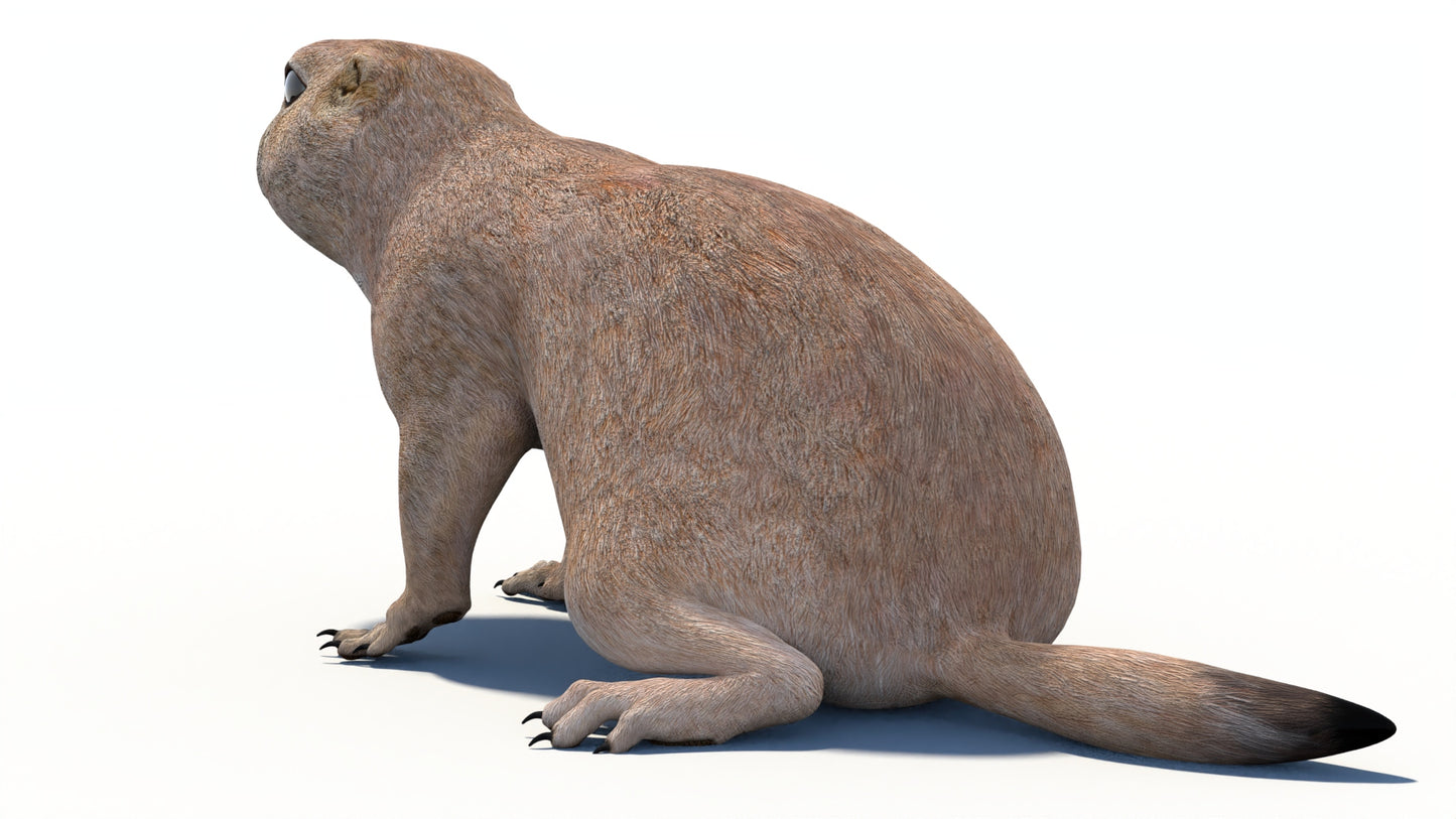 Animated Prairie Dog 3D Model