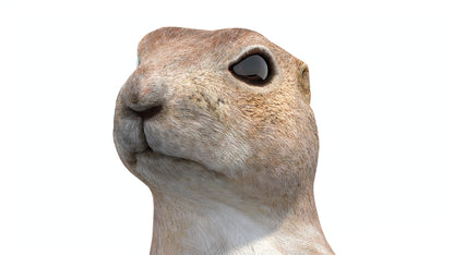 Animated Prairie Dog 3D Model