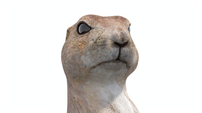Animated Prairie Dog 3D Model