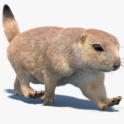 Animated Prairie Dog 3D Model Fur