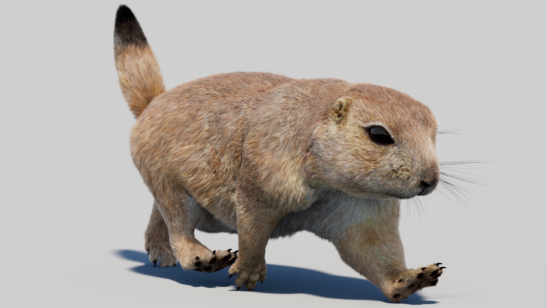 Animated Prairie Dog 3D Model with Fur