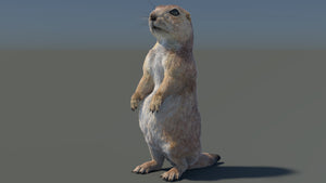 Animated Prairie Dog 3D Model with Fur