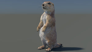 Animated Prairie Dog 3D Model with Fur Thumbnail