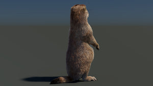Animated Prairie Dog 3D Model with Fur Thumbnail