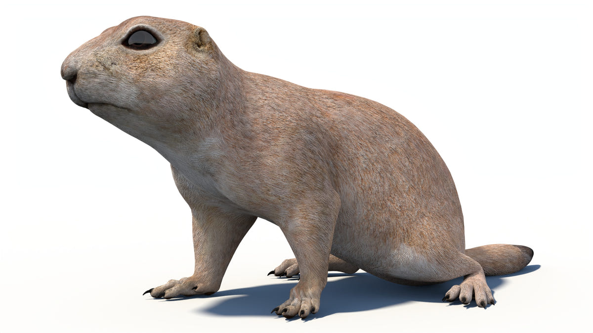Animated Prairie Dog 3D Model Fur