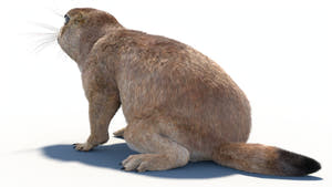Animated Prairie Dog 3D Model Fur Thumbnail