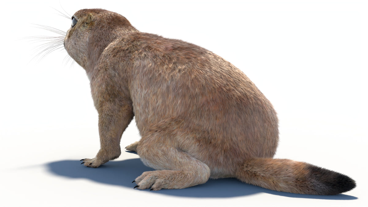 Animated Prairie Dog 3D Model Fur