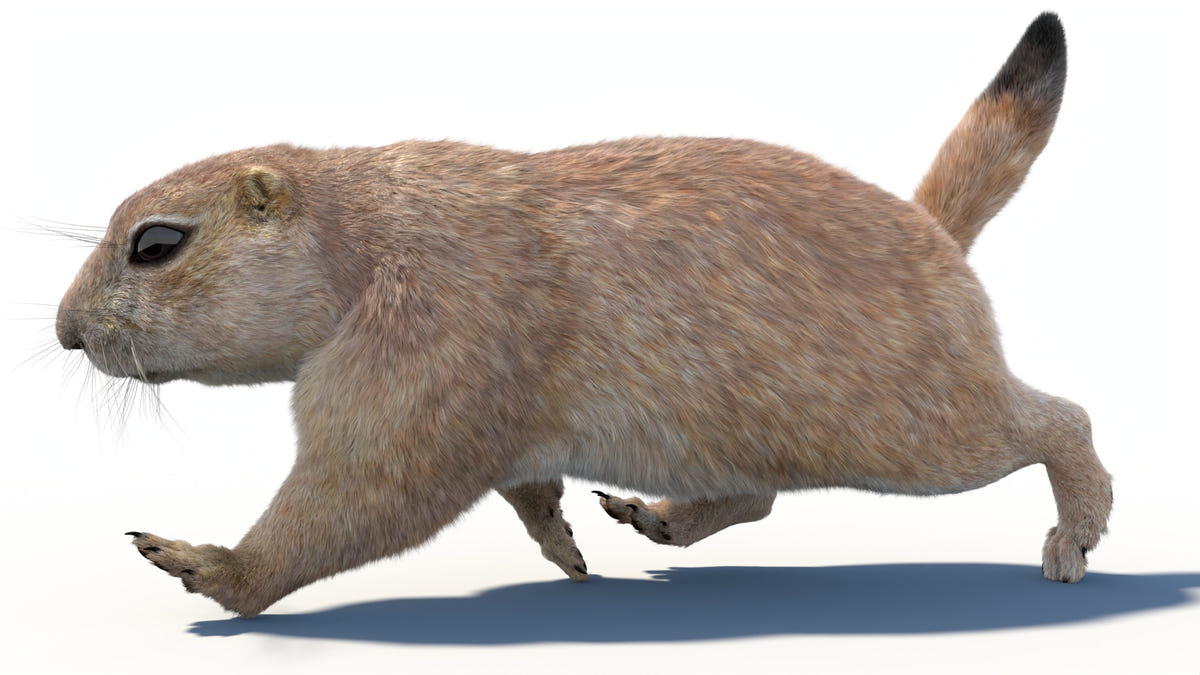 Animated Prairie Dog 3D Model Fur