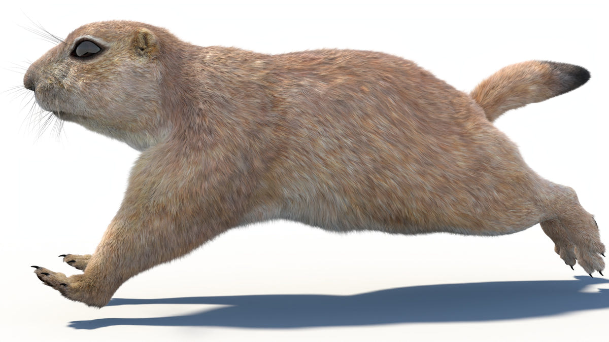 Animated Prairie Dog 3D Model Fur
