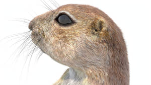 Animated Prairie Dog 3D Model Fur Thumbnail