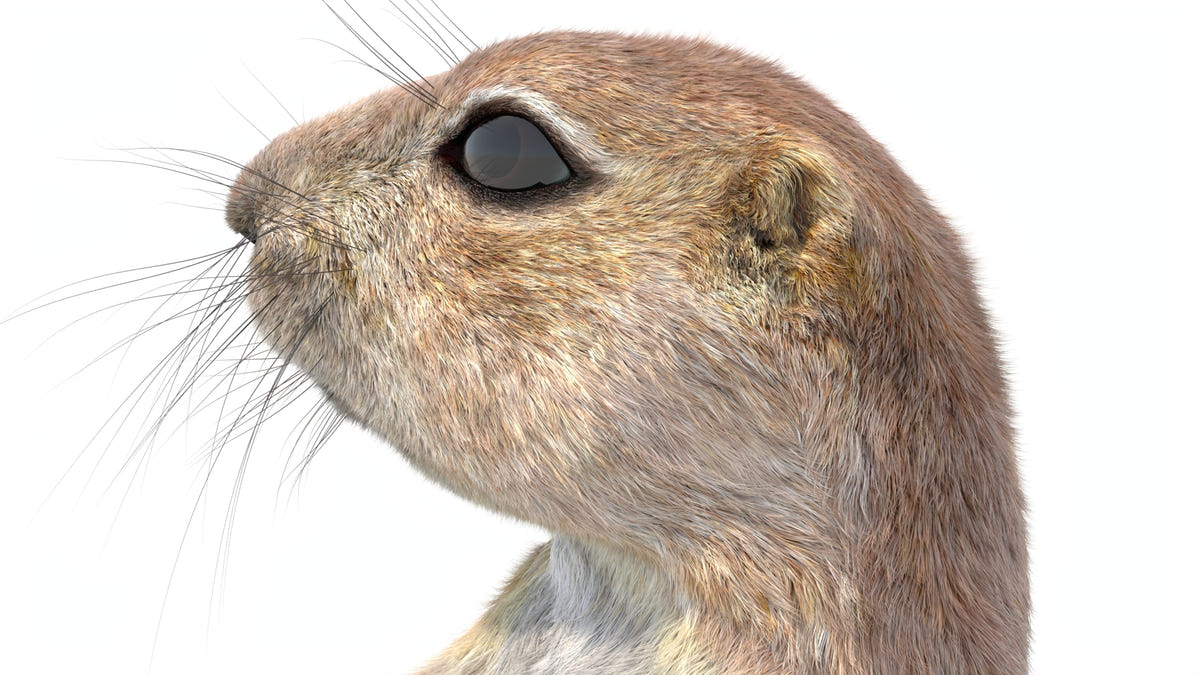 Animated Prairie Dog 3D Model Fur