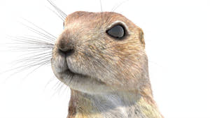 Animated Prairie Dog 3D Model Fur Thumbnail