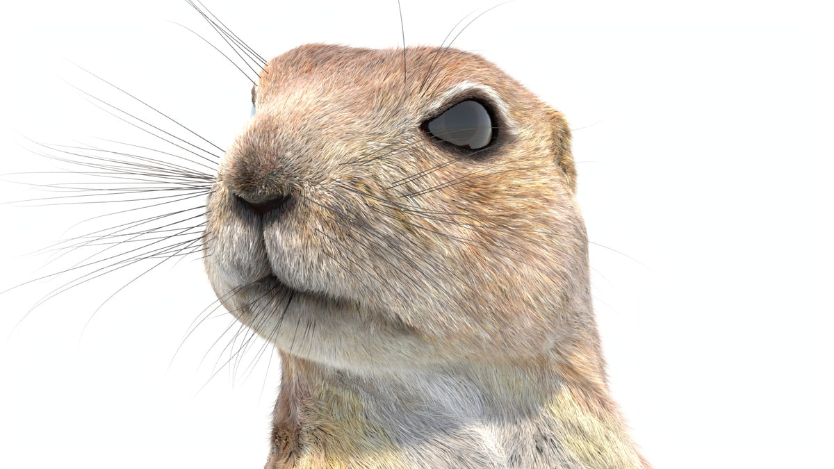 Animated Prairie Dog 3D Model Fur