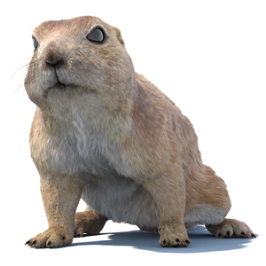 Animated Prairie Dog 3D Model with Fur Thumbnail