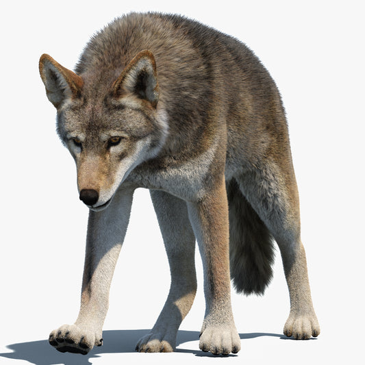 Animated Red Wolf 3D Model with Fur