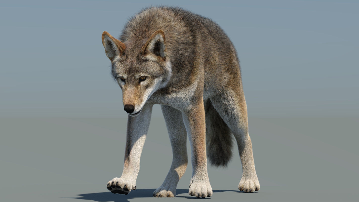 Animated Red Wolf 3D Model with Fur