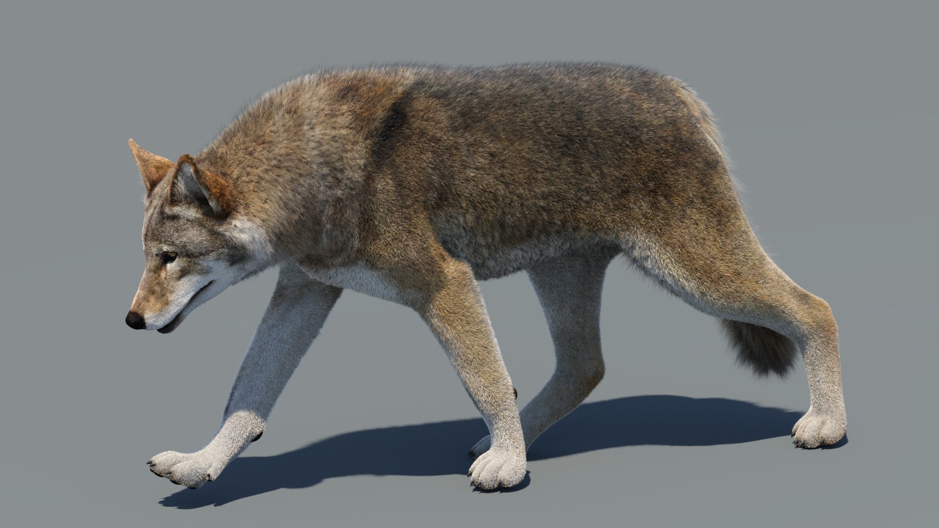 Animated Red Wolf 3D Model with Fur