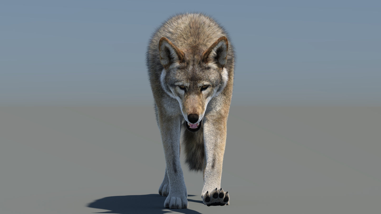 Animated Red Wolf 3D Model with Fur