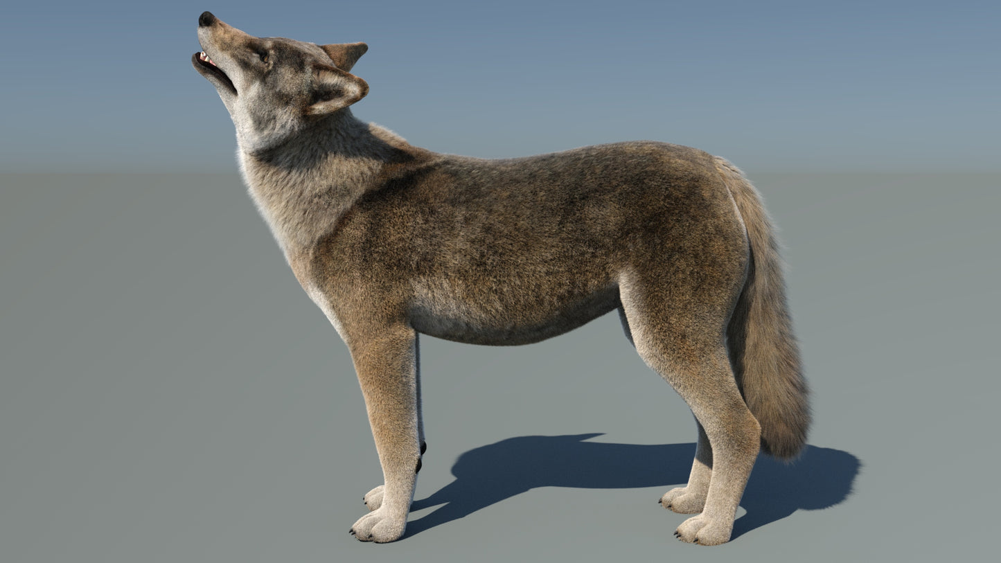 Animated Red Wolf 3D Model with Fur