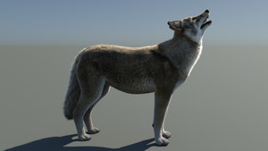 Animated Red Wolf 3D Model with Fur Thumbnail