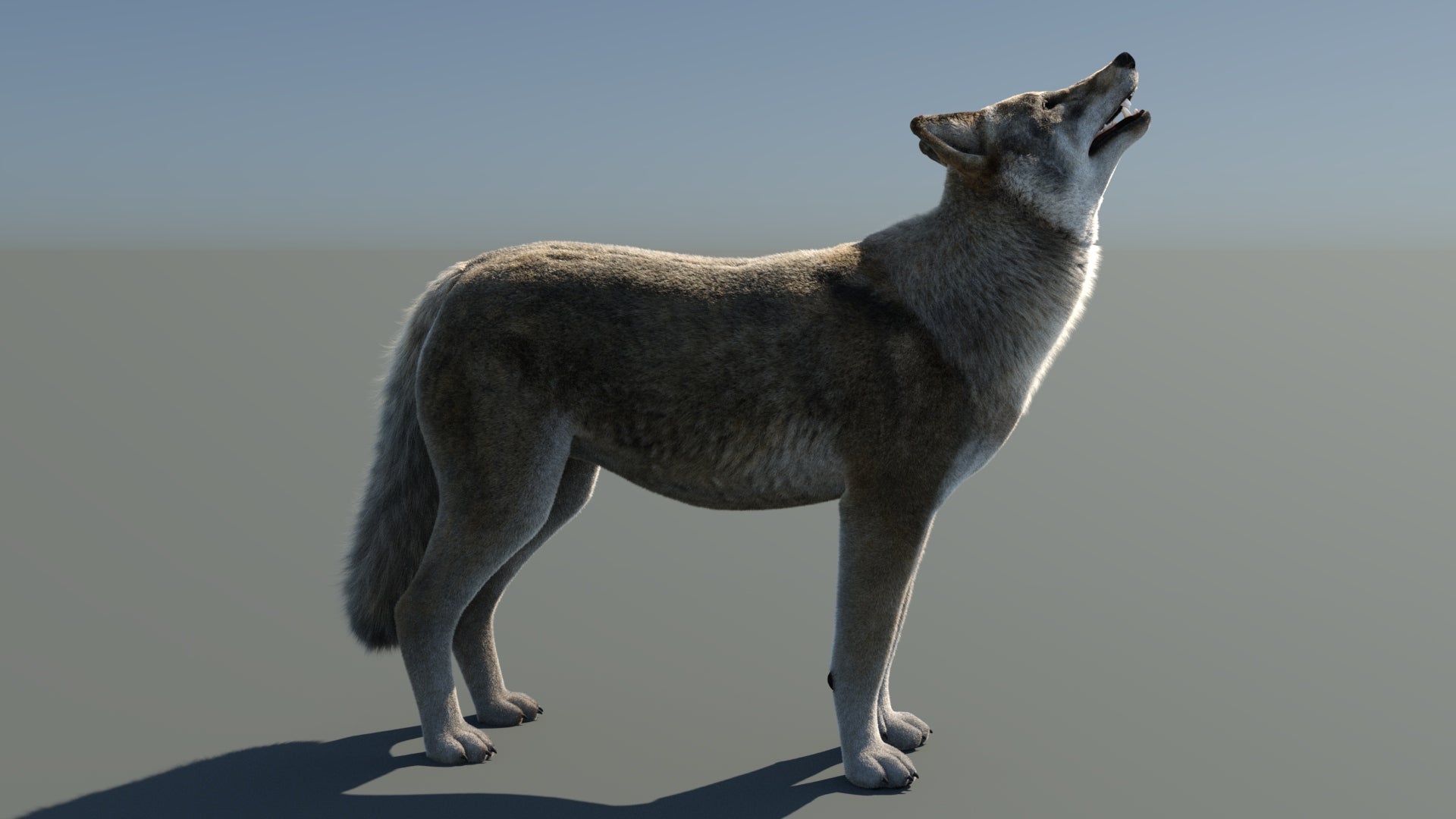 Animated Red Wolf 3D Model with Fur